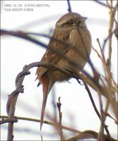 Siberian Meadow Bunting Emberiza cioides 멧새