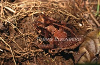 : Bufo melanochlorus