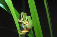 : Litoria bicolor; Northern Dwarf Tree Frog