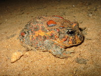 : Odontophrynus cultripes
