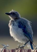 : Aphelocoma californica californica; Western Scrub Jay