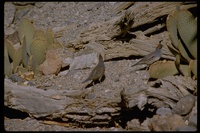 : Callipepla gambelii; Gambel's Quail