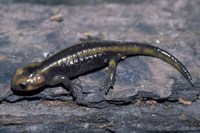 : Salamandra salamandra bernardezi; Fire Salamander