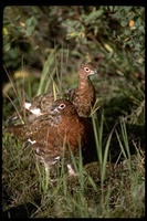 : Lagopus lagopus; Willow Ptarmigan