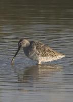 : Limnodromus griseus; Short-billed Dowitcher