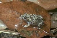 : Uperoleia mimula; Mimic Toadlet