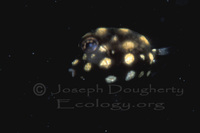 : Lactophrys triqueter; Trunkfish (juvenile);