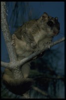 : Glaucomys sabrinus; Northern Flying Squirrel