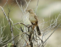 : Toxostoma bendirei; Bendire's Thrasher