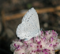 : Celastrina ladon; Spring Azure