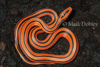 : Oreocryptophis porphyriaceus coxi; Striped Bamboo Ratsnake