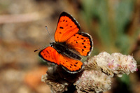 : Lycaena cupreus; Lustrous Copper (male)