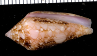 : Conus legatus