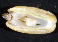 : Lithophaga