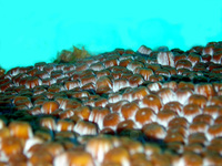 : Montastrea cavernosa; Great Star Coral