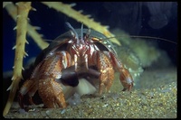 : Pagurus hemphilli; Hermit Crab