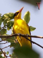 Black-naped Oriole(Oriolus chinensis)