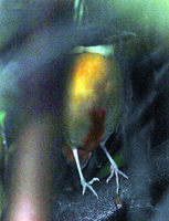 Blue-winged Pitta ( Pitta moluccensis )