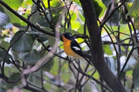 노랑딱새 [mugimaki flycatcher] : 참새목 딱새과의 조류.