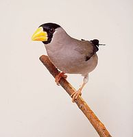 Japanese Grosbeak (Eophona personata)