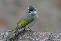 Pycnonotus sinensis - Light-vented (Chinese) Bulbul