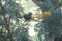 コシジロヤブチメドリ White-rumped Babbler Turdoides leucopygius