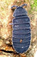 Tetrodontophora bielanensis - Giant springtail