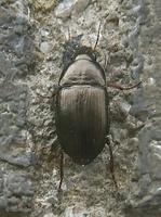 Amara lunicollis