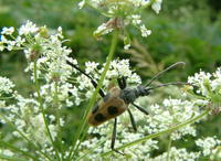 Pachyta quadrimaculata