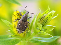 Graptus triguttatus