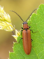 Denticollis rubens