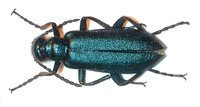 Alosimus chalybaeus
