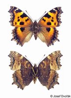 Nymphalis xanthomelas - Yellow-legged Tortoiseshell