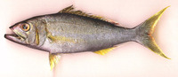 Aphareus furca, Small toothed jobfish: fisheries, gamefish