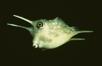 Lactoria cornuta, Longhorn cowfish: aquarium