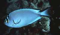 Genicanthus watanabei, Blackedged angelfish: aquarium