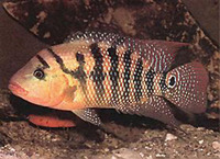 Cichlasoma festae, Guayas cichlid: aquarium