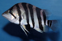 Datnioides polota, : fisheries