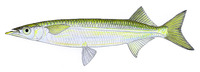 Arrhamphus sclerolepis sclerolepis, Northern snubnose garfish: fisheries, gamefish