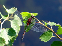 Leucorrhinia dubia - White-Faced Dragonfly
