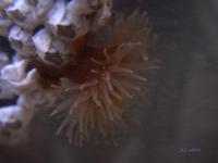 Metridium senile - Clonal Plumose Anemone