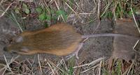 Image of: Napaeozapus insignis (woodland jumping mouse)