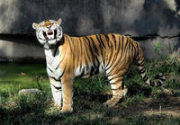 Image of: Panthera tigris (tiger)
