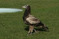 Neophron percnopterus - Egyptian Vulture