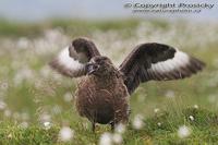 Stercorarius skua - Great Skua