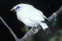 Leucopsar rothschildi - Rothschild's Mynah