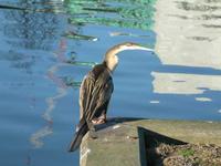 Anhinga melanogaster - Oriental Darter