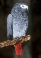 Psittacus erithacus erithacus - Congo African Grey Parrot