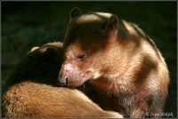 Speothos venaticus - Bush Dog