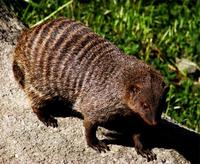 Mungos mungo - Banded Mongoose